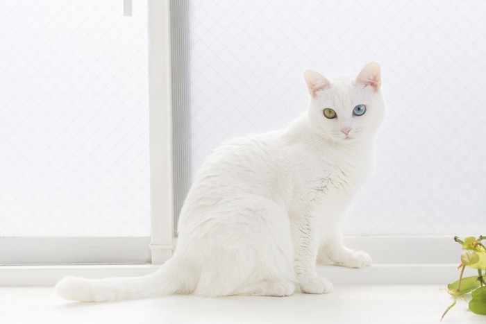 窓辺にいる白猫