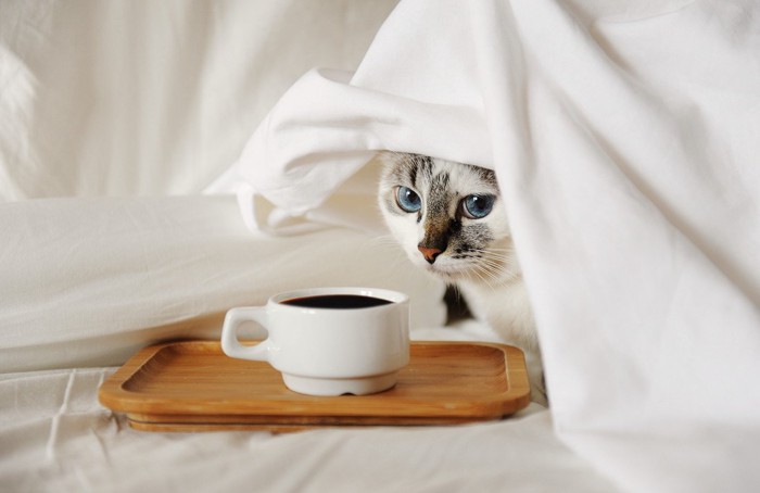 猫とコーヒー