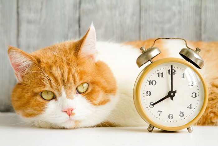 目覚まし時計と猫