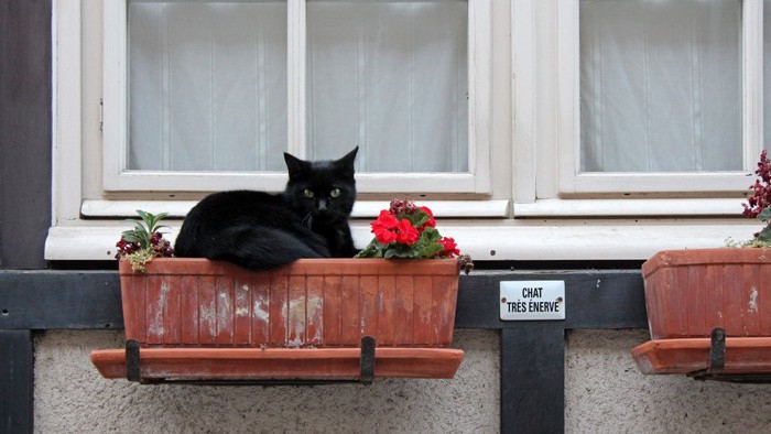 花壇に座る猫