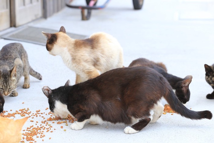 食事をしてる猫たち