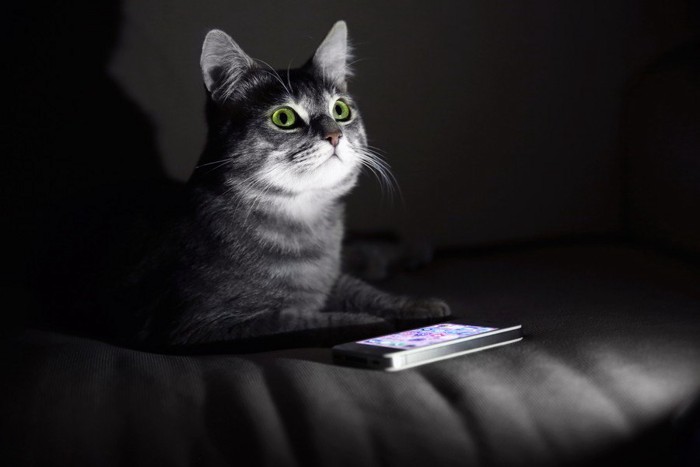 暗闇でスマホの光の中見上げる猫