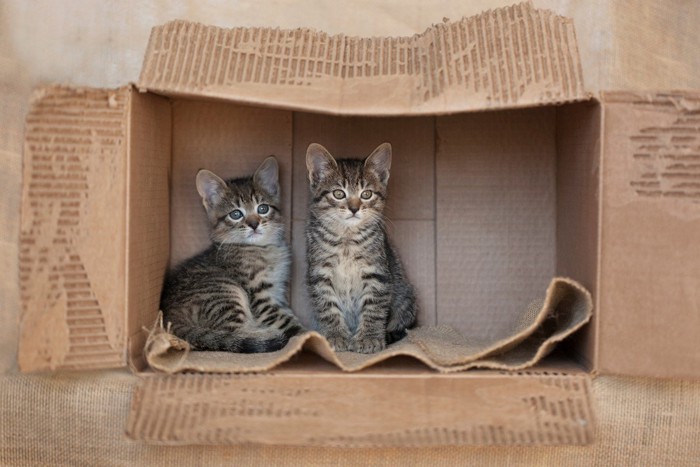 箱に入る子猫たち