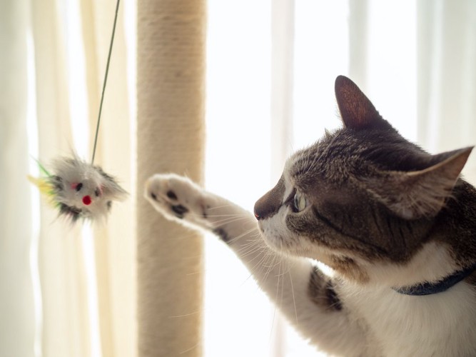 ネズミのオモチャで遊ぶ猫