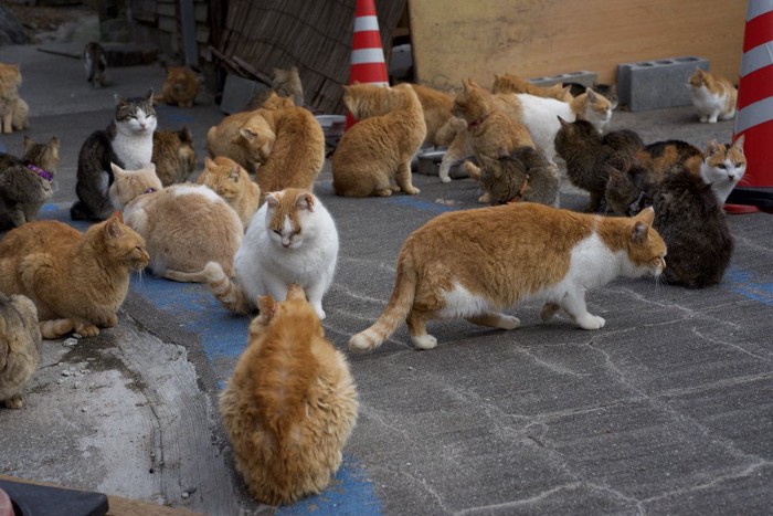 集会中の猫たち