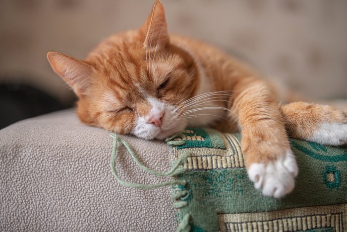 柔らかすぎないベッドで眠る高齢猫
