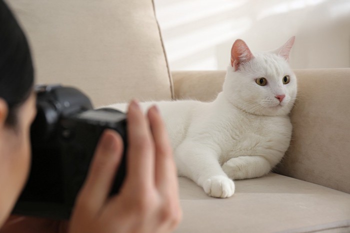 女性にカメラを向けられるソファに座る猫