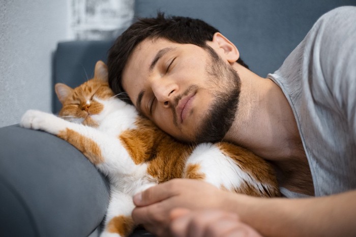 男性とくっついて眠る猫