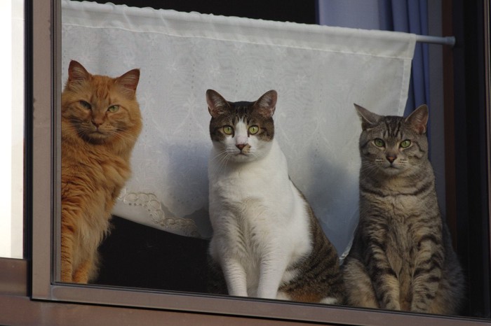 窓から外を見る3匹の猫