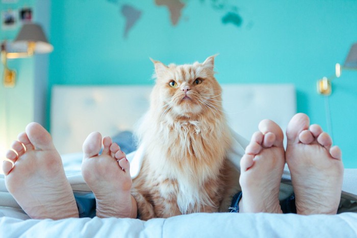 ベッドの上の人の足と猫