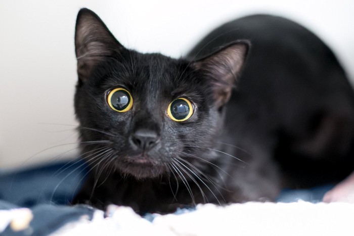 瞳孔を大きくしている黒猫