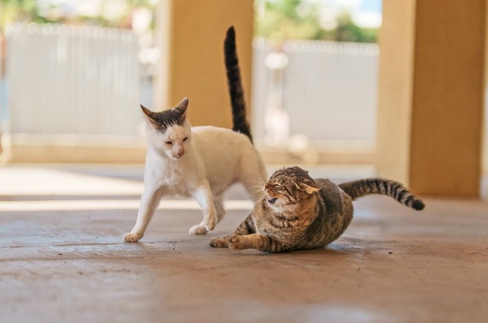 駐車場内で喧嘩をする二匹の猫