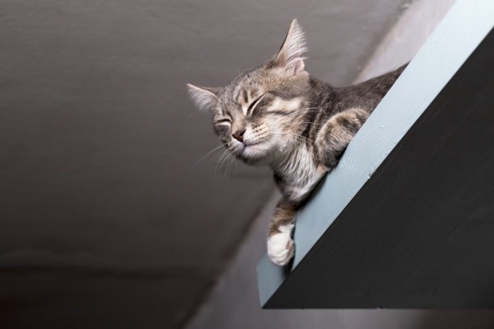 壁に取り付けたベッドから見下ろす猫