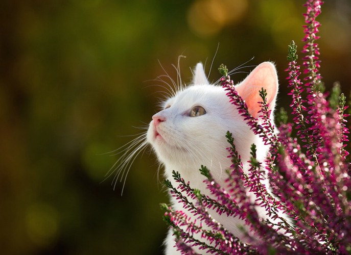 花と遠くを見つめる白猫