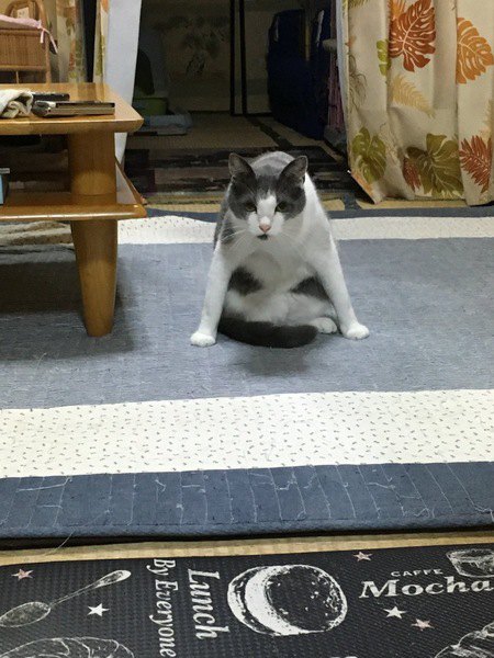 前足をついて座ったまま首をのばす猫