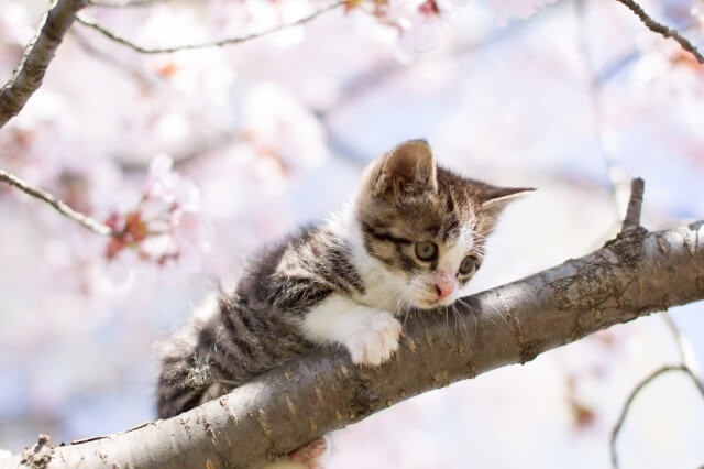 桜の木の上の子猫