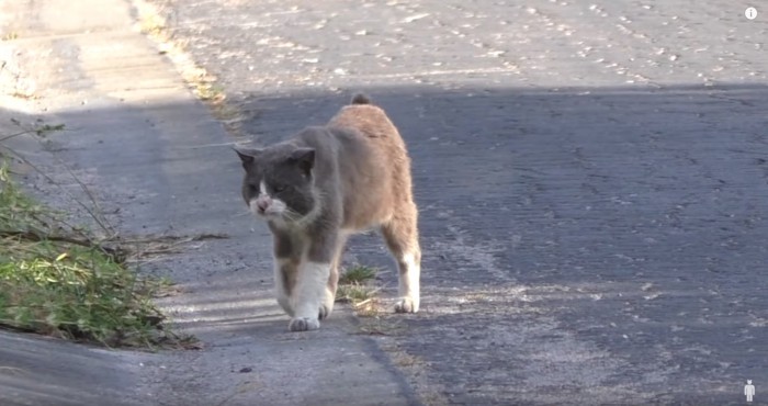 路上を歩く猫