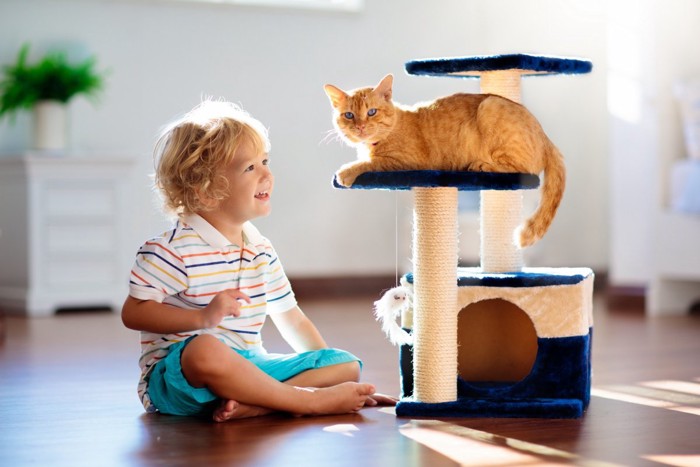 低めのキャットタワーで遊ぶ猫と子ども