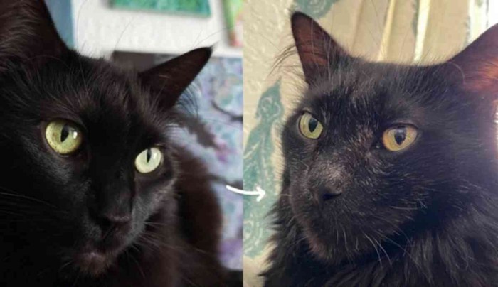 黒猫の比較写真