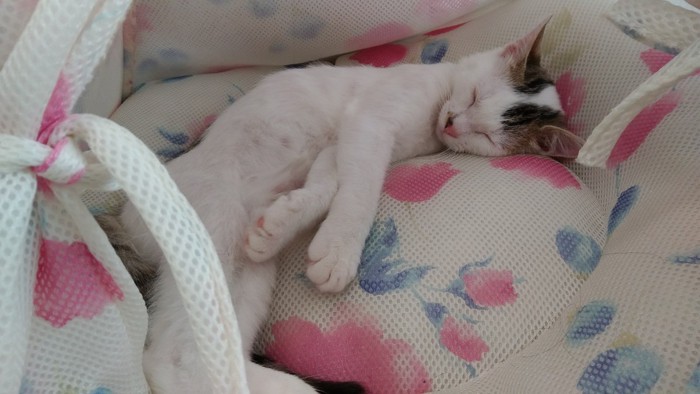 ピンクのクッションで寝る猫