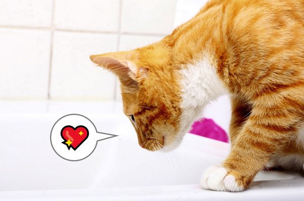なぜ猫はお湯が好きなの？