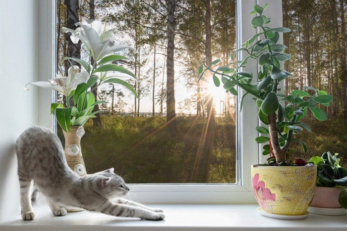 明け方の窓際で伸びをする猫
