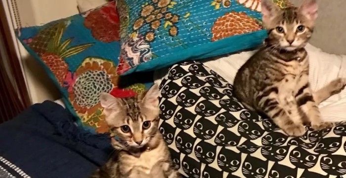 ベッドの上に2匹の子猫