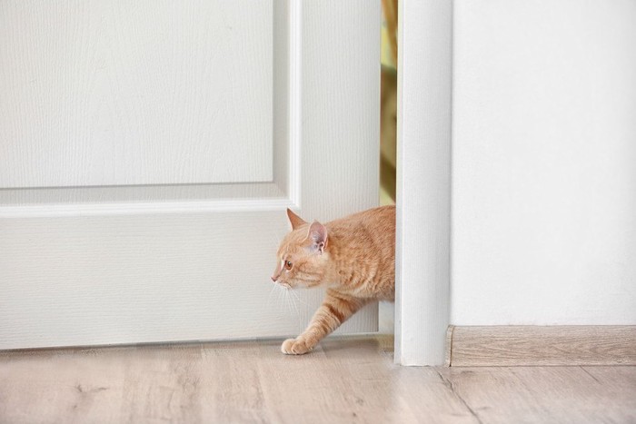 ドアの隙間から出入りする猫