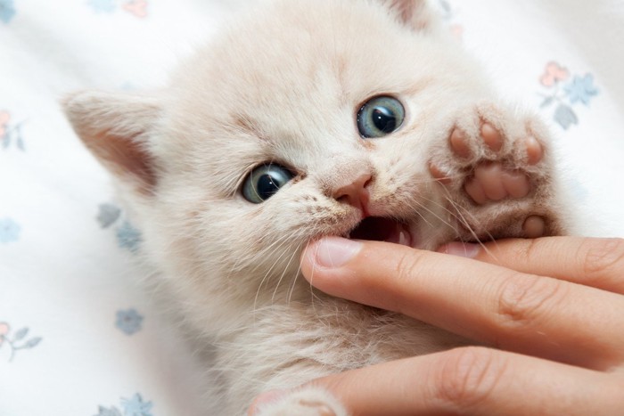 指を甘噛みする子猫