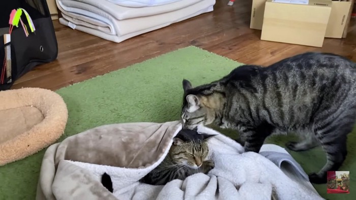 毛布に埋もれる猫を気遣う猫