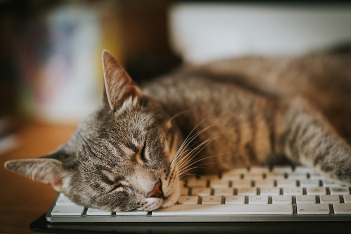 キーボードの上で眠る猫