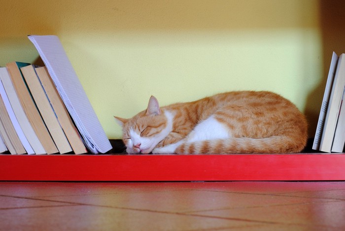本棚の中で眠る猫