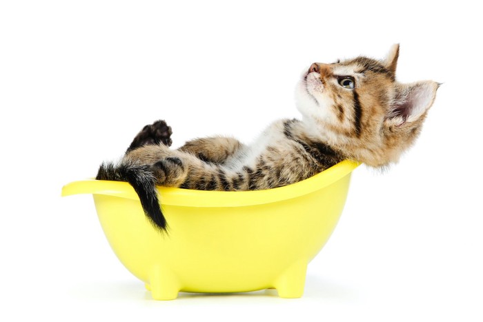 湯船に浸かる子猫