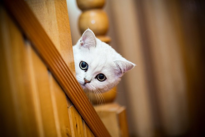 階段から飼い主を探す猫