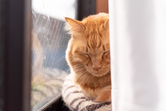 カーテンの間で眠る猫