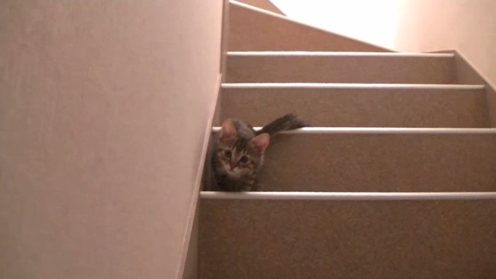 階段からこちらを見る子猫