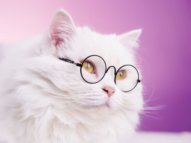 眼鏡をかけた白猫