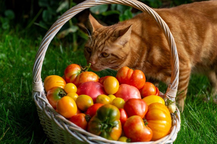 カゴの中のトマトを覗く猫