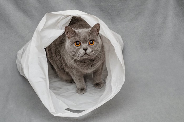 ビニール袋に入ってこちらを見上げる猫