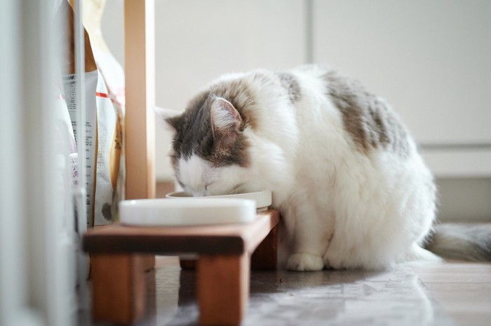 台の上にある食器で食べる猫