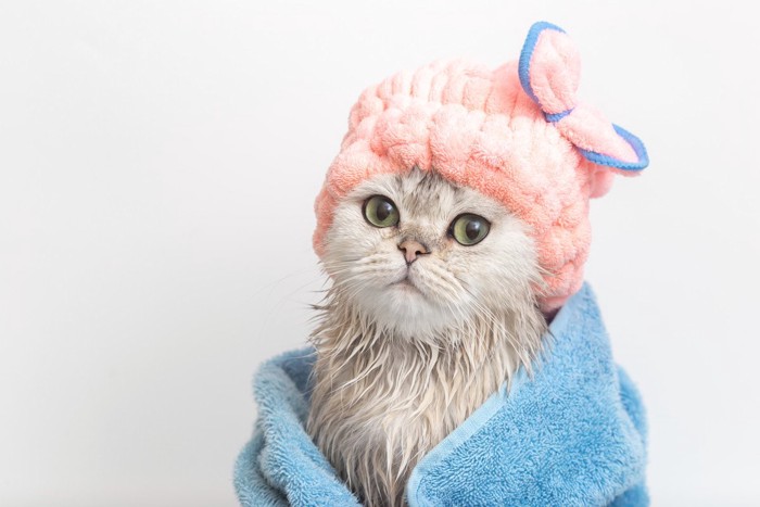 お風呂上がりの猫