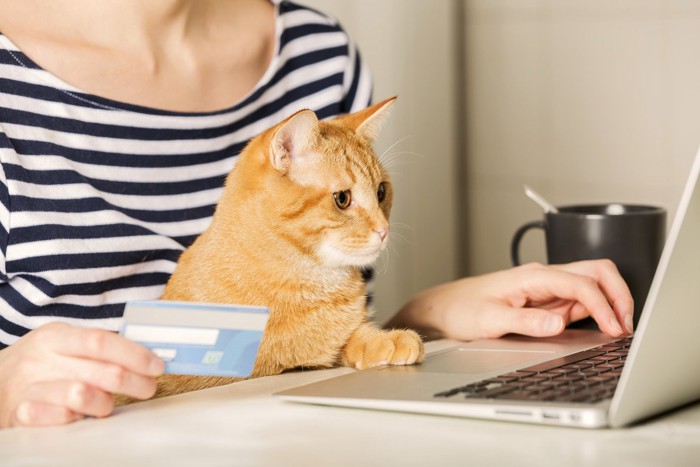ネットショッピング中の飼い主と一緒にPC画面を心配して覗く猫