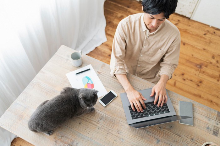 パソコンを打つ男性のそばでテーブルに乗っている猫