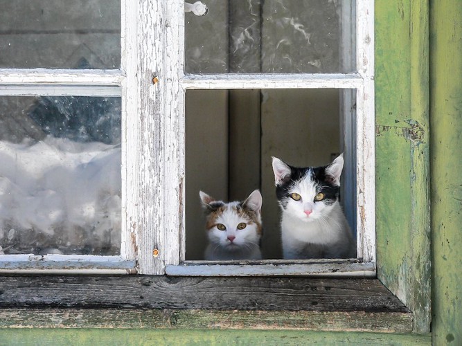 窓から外を見る二匹の猫