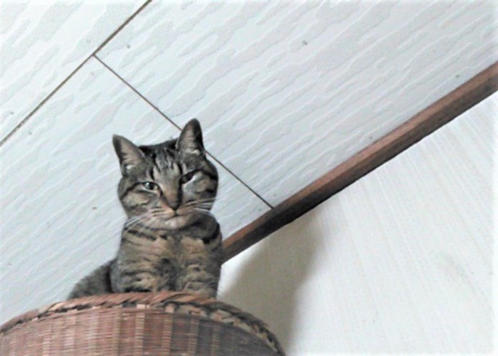 籠の中から下を見る猫