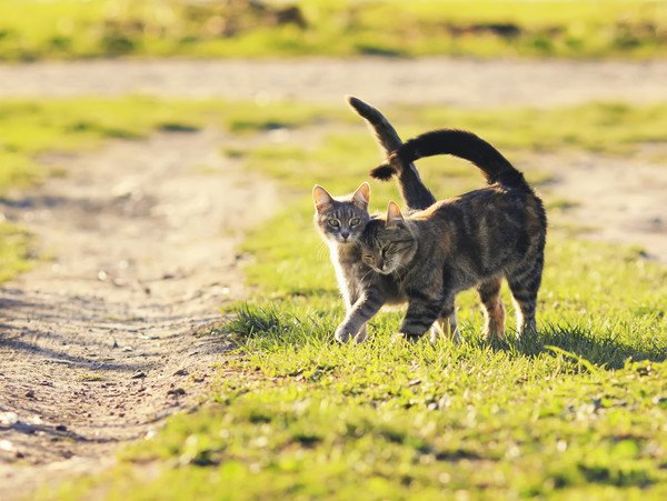 仲良く歩いている2匹の猫