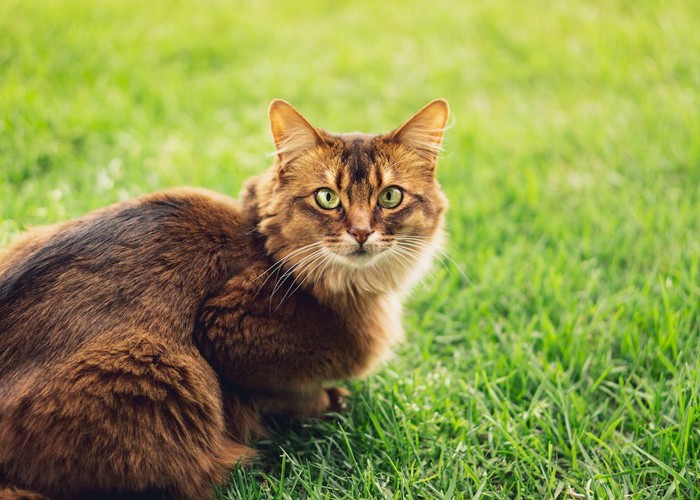 こちらを見つめる芝生の上の猫