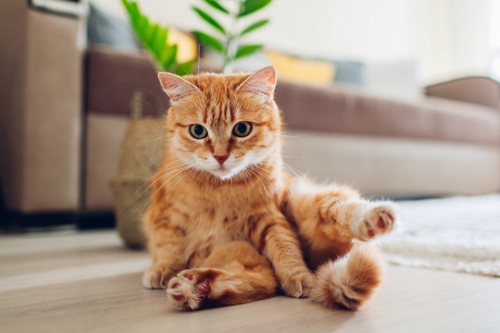 座る茶色の猫