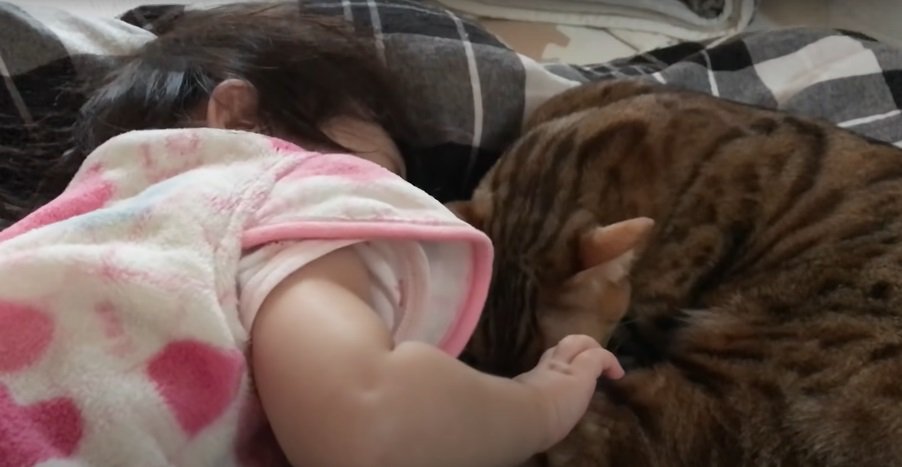 乳児と寝ようとする猫