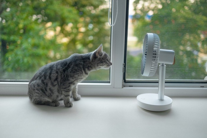 小型扇風機に首を伸ばす猫
